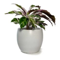 Calathea Fusion White -Plants Sale Store Calathea Fusion White Cresta Plant Pot Pure White