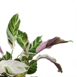 Calathea Fusion White -Plants Sale Store Calathea Fusion White Leaves