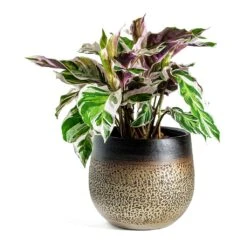Mya Plant Pot - Deep Champagne 24 Mya Plant Pot - Deep Champagne -Plants Sale Store Calathea Fusion White Mya Plant Pot Deep Champagne 718f3dc2 ae13 4ec4 89aa 741f0ca51152