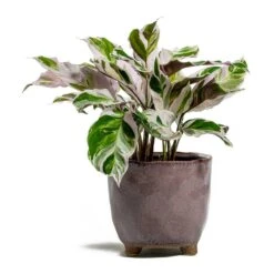 Calathea Fusion White -Plants Sale Store Calathea Fusion White kaat pink plant pot d5ab7191 512b 4143 aca1 5f135437b65f