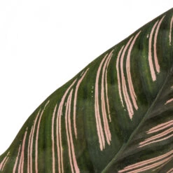 Calathea Sanderiana - Pin-Stripe Calathea -Plants Sale Store Calathea Sanderiana Pin Stripe Calathea 12x30cm 4