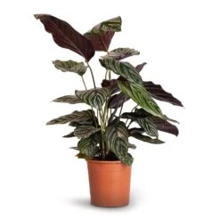 Calathea Sanderiana - Pin-Stripe Calathea -Plants Sale Store Calathea Sanderiana Pin Stripe Calathea 14x50cm