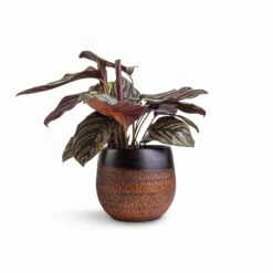 Calathea Sanderiana - Pin-Stripe Calathea -Plants Sale Store Calathea Sanderiana Pin Stripe Calathea 14x50cm Mya Plant Pot Shiny Mocha 18x16cm