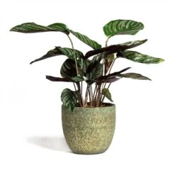 Calathea Sanderiana - Pin-Stripe Calathea -Plants Sale Store Calathea Sanderiana Pin Stripe Calathea 14x50cm Rinca Plant Pot Shiny Green 17x15cm