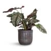 Calathea Sanderiana - Pin-Stripe Calathea -Plants Sale Store Calathea Sanderiana Pin Stripe Calathea 19x75cm Duncan Plant Pot Blue Gold 23x22cm