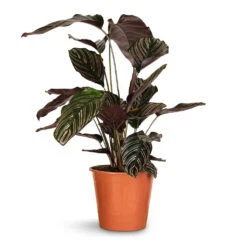 Calathea Sanderiana - Pin-Stripe Calathea -Plants Sale Store Calathea Sanderiana Pin Stripe Calathea 19x75cm 2cac7886 86e2 4137 8c4f 0f5ced5dd851