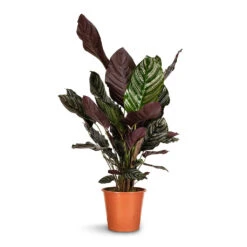 Calathea Sanderiana - Pin-Stripe Calathea -Plants Sale Store Calathea Sanderiana Pin Stripe Calathea 24x75cm