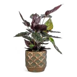 Calathea Sanderiana - Pin-Stripe Calathea -Plants Sale Store Calathea Sanderiana Pin Stripe Calathea Lauri Metal Plant Pot Set Of 4 Lilac