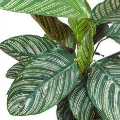Calathea Sanderiana - Pin-Stripe Calathea -Plants Sale Store Calathea Sanderiana Pin Stripe Calathea Leaves