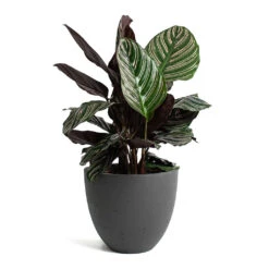 Mini Jesslyn Plant Pot - Black Washed -Plants Sale Store Calathea Sanderiana Pin Stripe Calathea Mini Jesslyn Plant Pot Black Washed