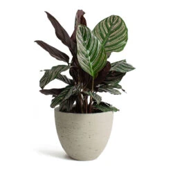 Calathea Sanderiana - Pin-Stripe Calathea -Plants Sale Store Calathea Sanderiana Pin Stripe Calathea Mini Jesslyn Plant Pot Grey Washed b6ff646b 28ed 419f a32d 72088b77be17