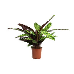 Calathea Lancifolia - Rattlesnake Plant -Plants Sale Store Calathea lancifolia Rattlesnake Plant 14cm