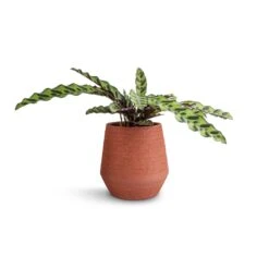 Humus Plant Pot - Terra 8 Humus Plant Pot - Terra -Plants Sale Store Calathea lancifolia Rattlesnake Plant 14x40cm Humus Plant Pot Terra 16.5x18.5cm 38847116 b1ef 46db 8b31 0661a9af6c77