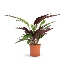 Calathea Lancifolia - Rattlesnake Plant -Plants Sale Store Calathea lancifolia Rattlesnake Plant 14x45cm