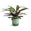 Calathea Lancifolia - Rattlesnake Plant -Plants Sale Store Calathea lancifolia Rattlesnake Plant 17x60cm Ocean Glaze Plant Pot Emerald 18x18cm