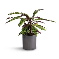 Puk Plant Pot - Black Washed -Plants Sale Store Calathea lancifolia Rattlesnake Plant 17x60cm Puk Plant Pot Black Washed 20x20cm 513d6494 7e07 4976 b580 29dfeec1c56c