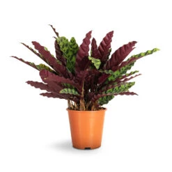 Calathea Lancifolia - Rattlesnake Plant -Plants Sale Store Calathea lancifolia Rattlesnake Plant 19x60cm