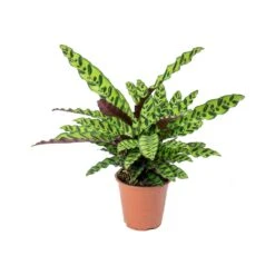 Calathea Lancifolia - Rattlesnake Plant -Plants Sale Store Calathea lancifolia Rattlesnake Plant 75cm