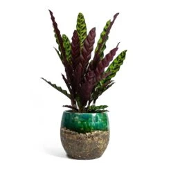 Calathea Lancifolia - Rattlesnake Plant -Plants Sale Store Calathea lancifolia Rattlesnake Plant Lindy Plant Pot Black Green fc17ebf1 9d2d 42c4 bae4 67e0a375300e