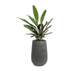 Calathea Lancifolia - Rattlesnake Plant -Plants Sale Store Calathea lancifolia Rattlesnake Plant Patt High Plant Vase Ridged Dark Grey f4ab71f4 88f3 492f b222 d86061f37f96