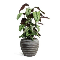 Calathea Majestica White Star -Plants Sale Store Calathea majestica White Star Koen Plant Pot Brown