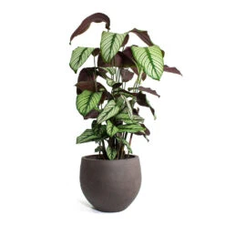 Calathea Majestica White Star -Plants Sale Store Calathea majestica White Star Mini Orb Kevan lant Pot Ash Brown