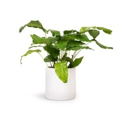 Calathea Musaica Network -Plants Sale Store Calathea musaica Network 12x30cm Puk Planter Matt White 15x15cm