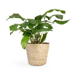 Calathea Musaica Network -Plants Sale Store Calathea musaica Network 12x30cm Selin Plant Basket Jute 18x16cm 2
