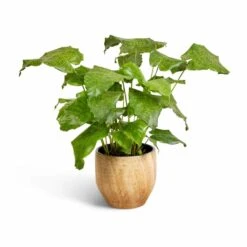 Calathea Musaica Network -Plants Sale Store Calathea musaica Network 17x50cm Emmy Plant Pot Camel 22x20cm