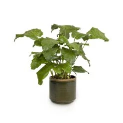 Calathea Musaica Network -Plants Sale Store Calathea musaica Network 17x50cm Jordy Plant Pot Forest Green 20x18cm copy