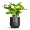 Calathea Musaica Network -Plants Sale Store Calathea musaica Network 17x50cm Norell Plant Pot Black 21x20cm