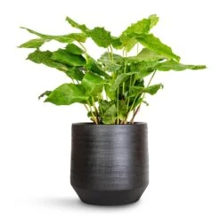 Norell Plant Pot - Black -Plants Sale Store Calathea musaica Network 17x50cm Norell Plant Pot Black 21x20cm 4f277232 92fb 4ac5 8b16 d66a616ae96e