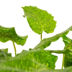 Calathea Musaica Network -Plants Sale Store Calathea musaica Network DETAIL