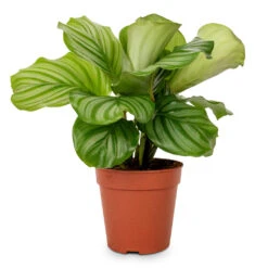 Calathea Orbifolia -Plants Sale Store Calathea orbifolia 12x35cm