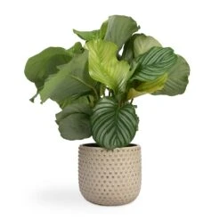Calathea Orbifolia -Plants Sale Store Calathea orbifolia 12x35cm Bolino Plant Pot Mint 24x21cm