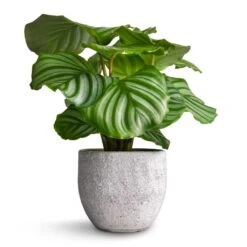 Calathea Orbifolia -Plants Sale Store Calathea orbifolia 12x35cm Cas Plant Pot Cool Grey 15x13cm