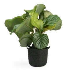 Calathea Orbifolia -Plants Sale Store Calathea orbifolia 12x35cm Nelis Plant Basket Green 23x20cm