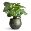 Calathea Orbifolia -Plants Sale Store Calathea orbifolia 12x35cm Noor Plant Pot Velvet Green 16x13cm