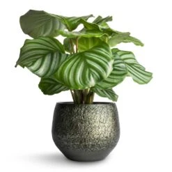 Noor Plant Pot - Velvet Green -Plants Sale Store Calathea orbifolia 12x35cm Noor Plant Pot Velvet Green 16x13cm 5c898efa 455e 4eef 8340 df9263518349