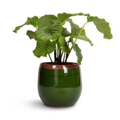 Charlotte Plant Pot - Green -Plants Sale Store Calathea orbifolia 21x60cm Charlotte Plant Pot Green 29x25cm 77f86588 bd70 4021 b4b9 bbcd5a1bc0e3