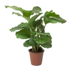 Calathea Orbifolia -Plants Sale Store Calathea orbifolia