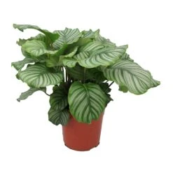 Calathea Orbifolia -Plants Sale Store Calathea orbifolia Large