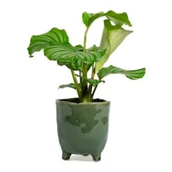 Calathea Orbifolia -Plants Sale Store Calathea orbifolia kaat green plant pot