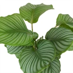 Calathea Orbifolia -Plants Sale Store Calathea orbifolia Leaves