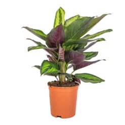 Calathea Ornata Beauty Star -Plants Sale Store Calathea ornata Beauty Star 14x50cm