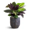 Calathea Ornata Beauty Star -Plants Sale Store Calathea ornata Beauty Star 14x50cm Dave Plant Pot Earth 17x17cm
