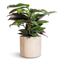Lazzaro Plant Pot - Taupe Garland -Plants Sale Store Calathea ornata Beauty Star 14x50cm Lazzaro Plant Pot Taupe Garland 18x16cm