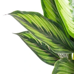 Calathea Ornata Beauty Star -Plants Sale Store Calathea ornata Beauty Star SWATCH