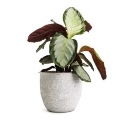 Calathea Picturata Argentea -Plants Sale Store Calathea picturata Argentea 12x40cm Cas Plant Pot Cool Grey 17x15cm