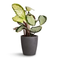 Calathea Picturata Argentea -Plants Sale Store Calathea picturata Argentea 12x40cm Gerben Plant Pot Black Washed 15x16cm